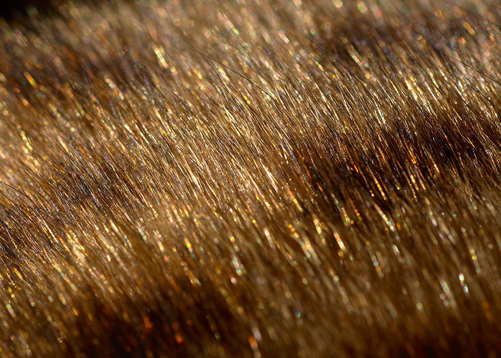 bengal cat coat glitter