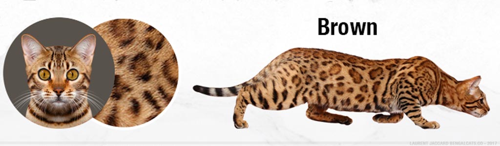 brown bengal cats color