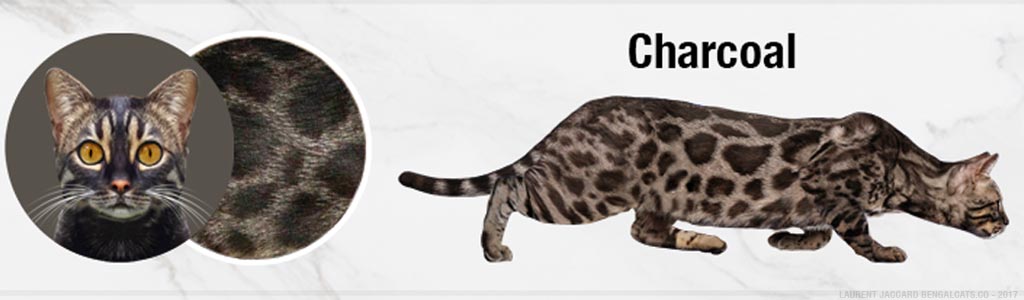 brown charcoal bengal cats color