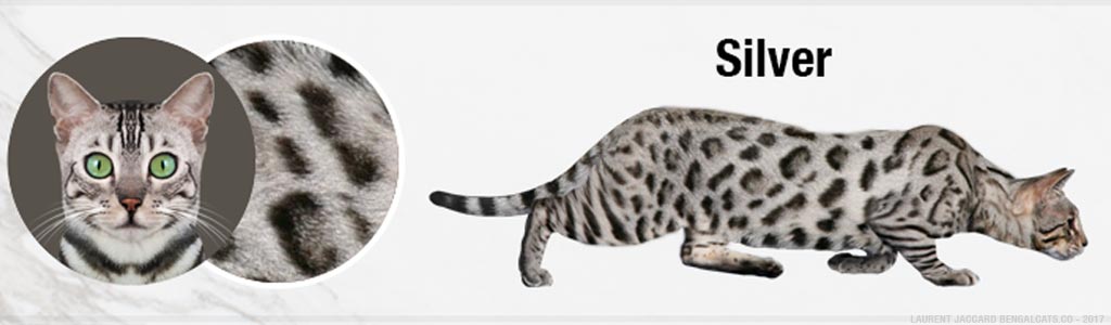 silver bengal cats color