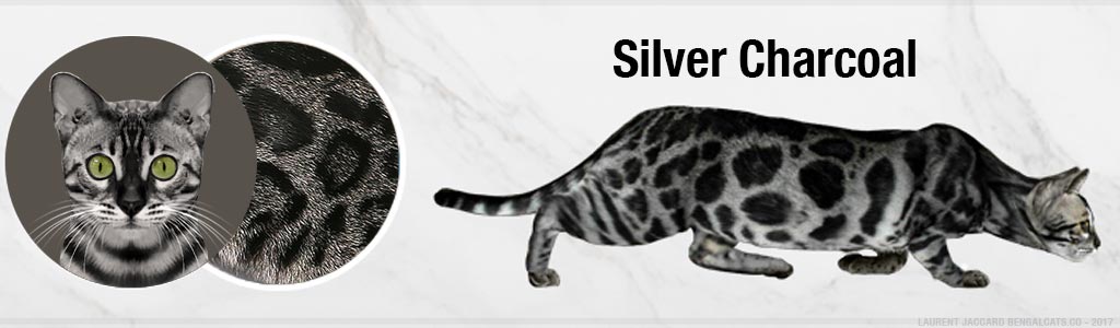 silver charcoal bengal cats color