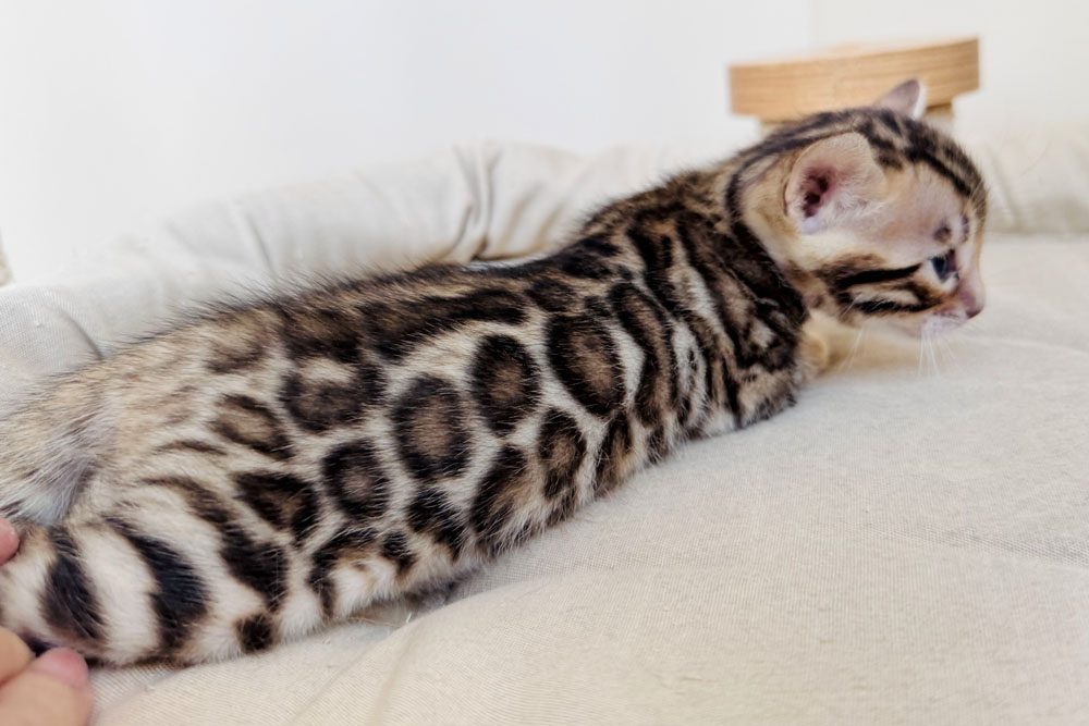 Бенгальский котенок