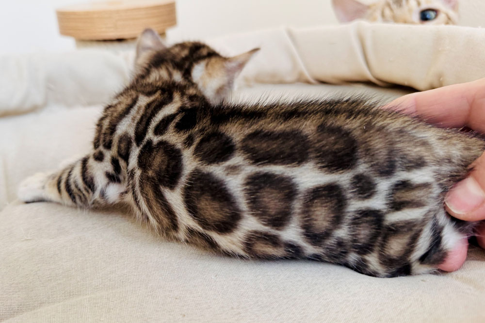 Бенгальский котенок