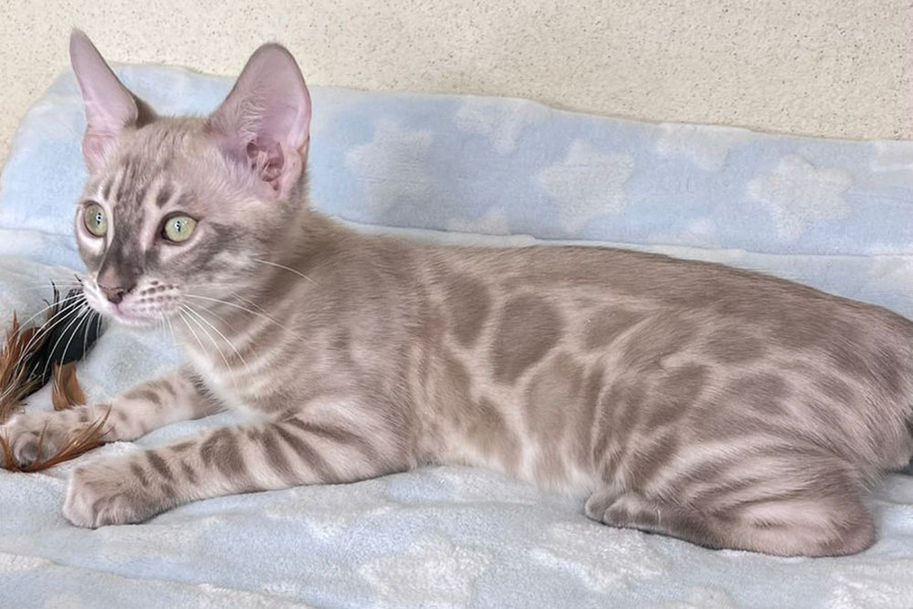 Бенгальский котенок