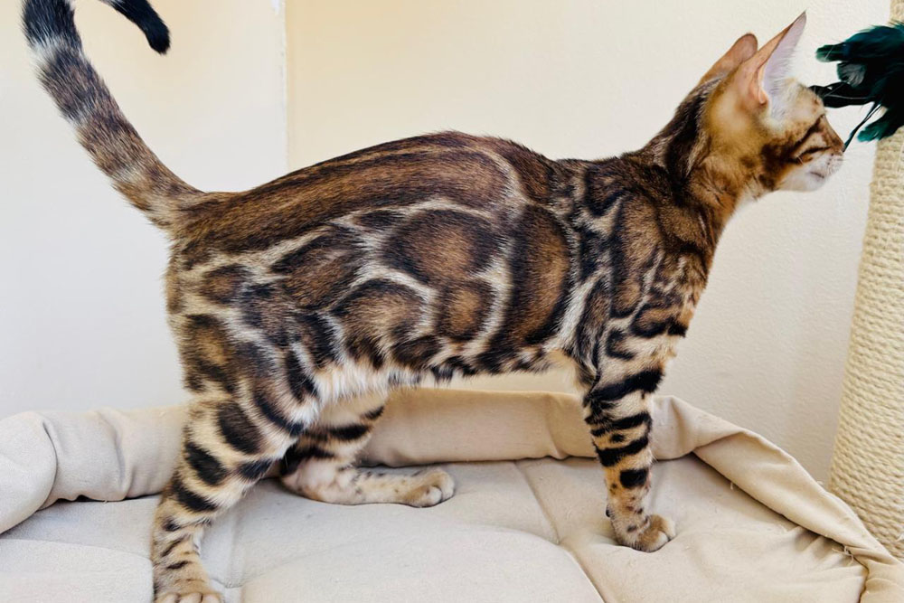 Бенгальский котенок