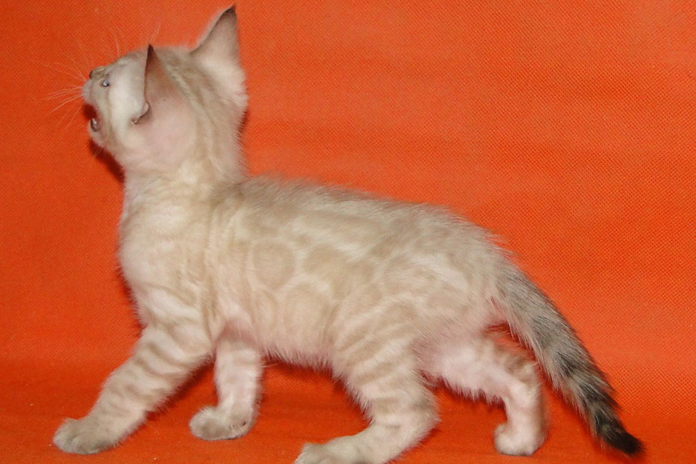 Бенгальский котенок