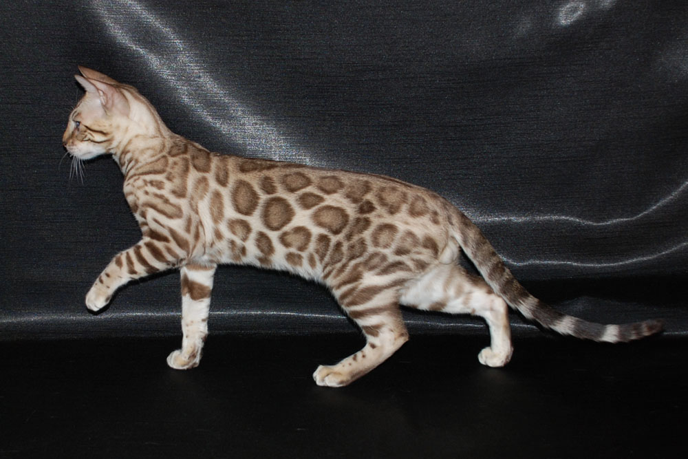 Бенгальский кот