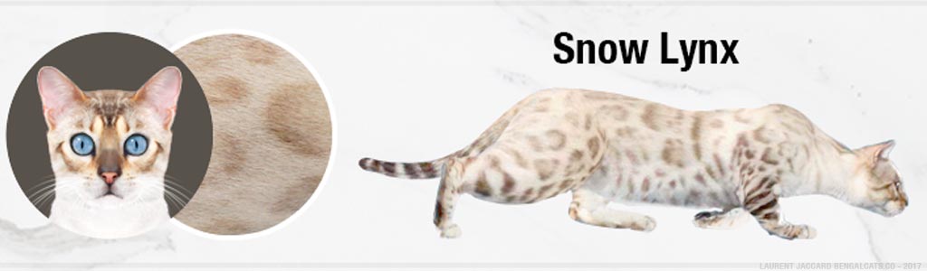 snow lynx bengal cats color