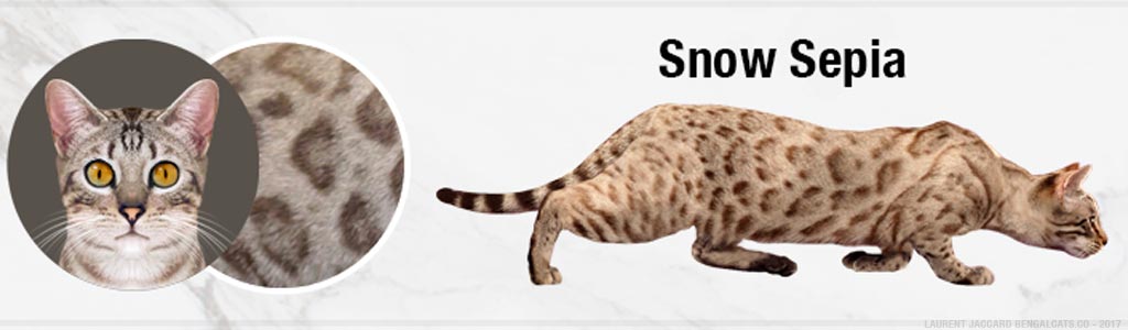 snow sepia bengal cats color